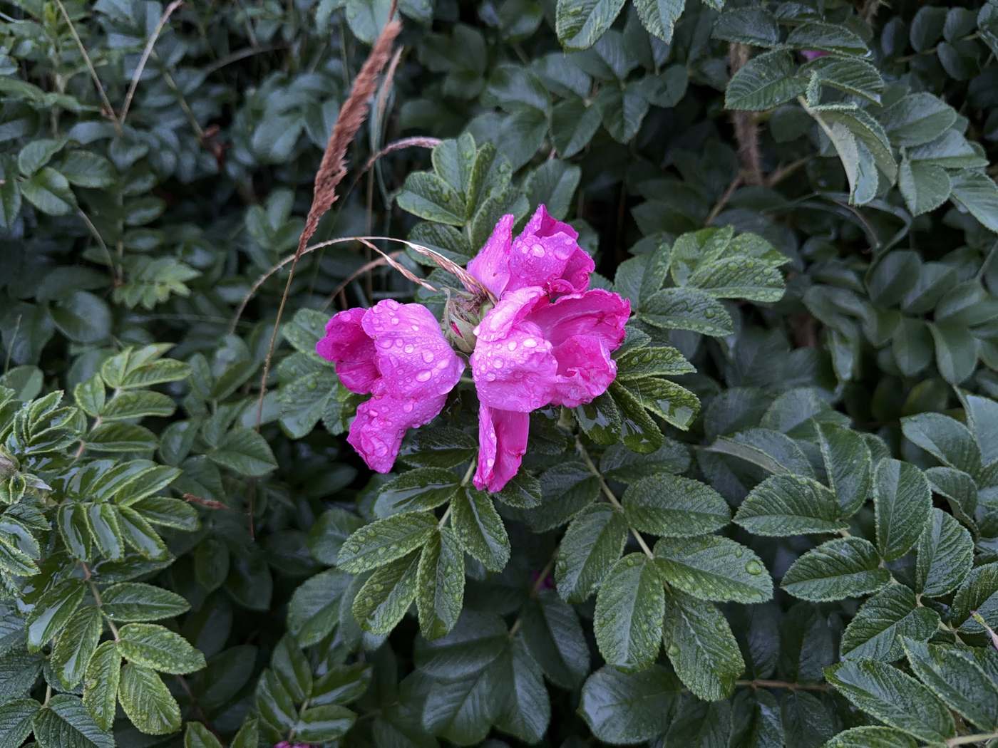 a wet pink rose in close-up against dark green foliage