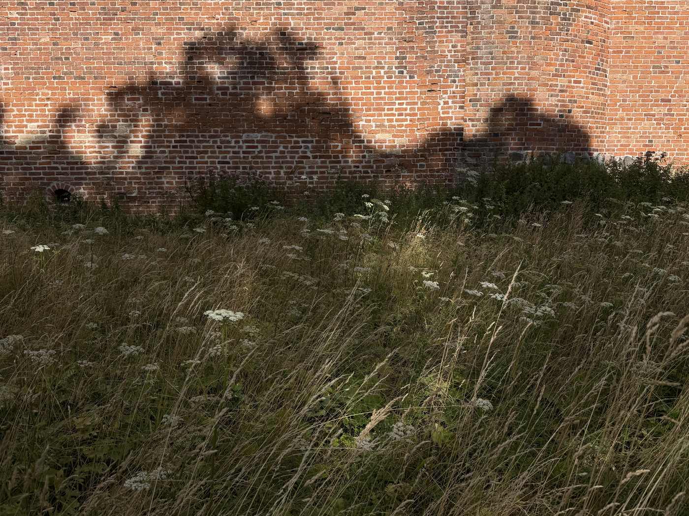 a brick wall in low sun with tree shadows, wild grass and cow parsley in front
